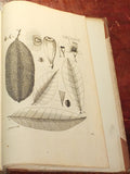 Nikolaus Joseph Freiherr von Jacquin (1727-1817), Selectarum stirpium Americanarum historia...