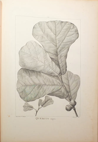 Andre Michaux (1746-1802) Pierre-Joseph Redouté (1759-1840), Histoire des Chênes de l'Amérique...