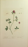 Elizabeth Blackwell (C. 1700-1758), A curious herbal...