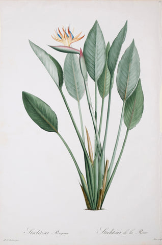 Pierre Joseph Redouté (1759-1840), Strelitzia Reginae, Plate 77