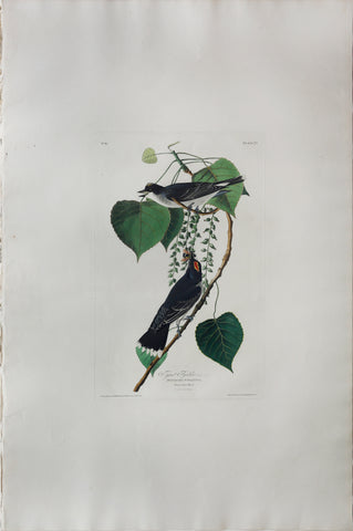 John James Audubon (1785-1851), Plate LXXIX Tyrant Fly-catcher