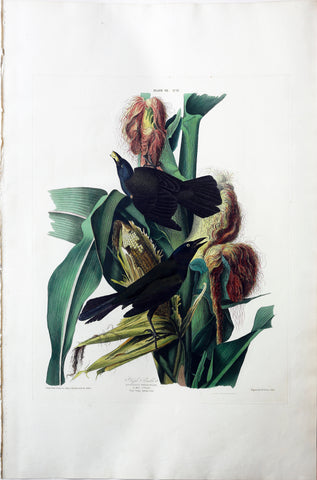 John James Audubon (1785-1851), Plate VII Purple Grackle
