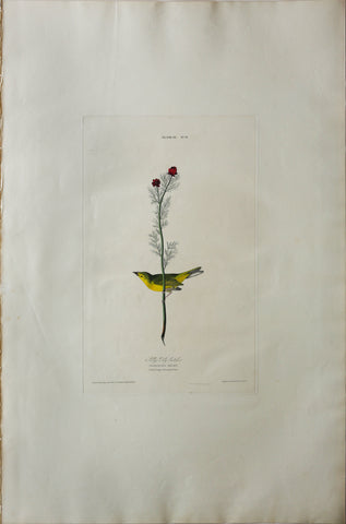 John James Audubon (1785-1851), Plate IX Selby's Fly Catcher