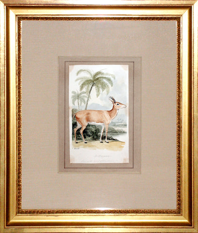 Samuel Howitt (British, 1765-1822) A. Mazama (Prong-horned Antelope)