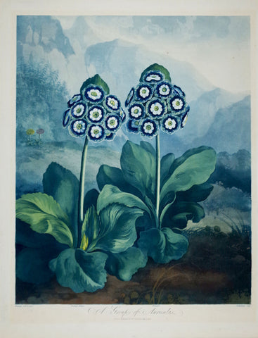 Robert John Thornton (1768-1837), A Group of Auriculas