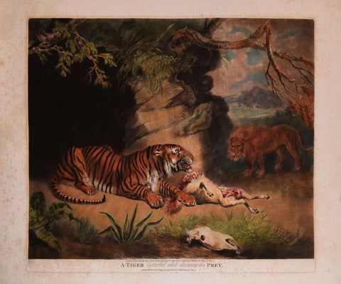 James Ward (1769-1859), A Tiger Disturbed While Devouring His Prey