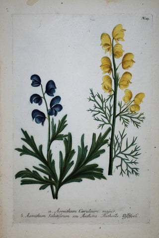 Johann Wilhelm Weinmann (died 1741), Aconithum Coeruleum majus N22