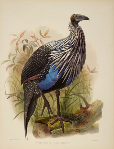 Daniel Giraud Elliot (1835-1915), Acryllium Vulturina (Vulturine Guinea Fowl)