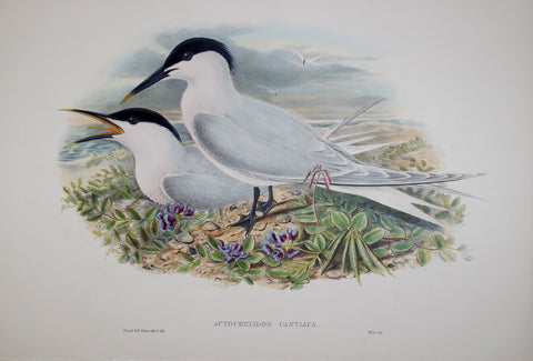 John Gould (1804-1881), Actochelidon Cantiaca