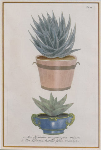 Johann Wilhelm Weinmann (died 1741), N 55 (Aloe)