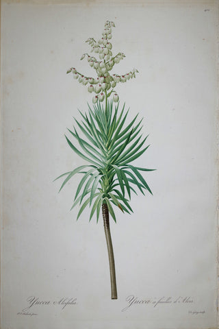 Pierre Joseph Redouté (1759-1840), Aloe Yucca, Plate 401