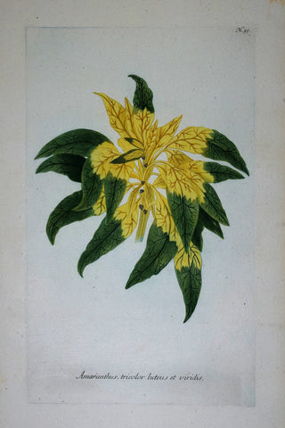 Johann Wilhelm Weinmann (died 1741),  Amaranthus tricolor luteus et viridus N95
