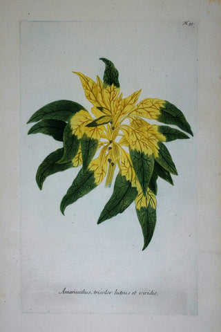 Johann Wilhelm Weinmann (died 1741), Amaranthus tricolor luteus et viridus N95