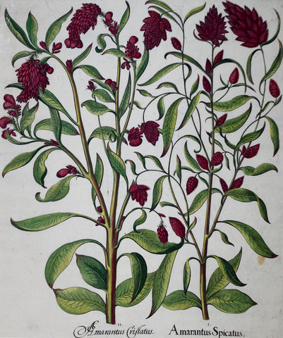 Basilius Besler (1561-1629), Amarantus Spicatus