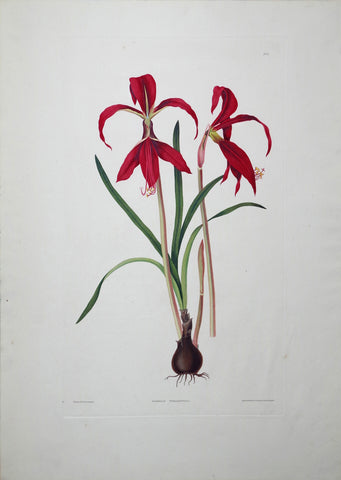 Priscilla Susan Bury (1799-1872), Amaryllis Formosissima 6