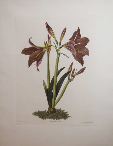Priscilla Susan Bury (1799-1872), Amaryllis Regina 24