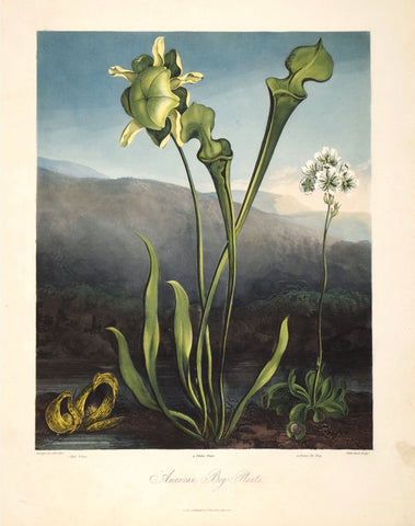 Robert John Thornton (1768-1837), American Bog Plants