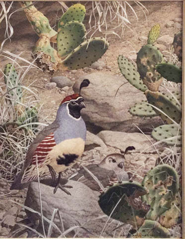 Axel Amuchastegui (Argentine, 1921-2002), Gambel’s Quail