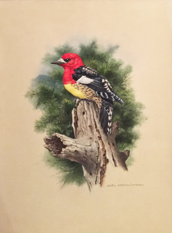 Axel Amuchastegui (Argentine, 1921-2002), Sapsucker