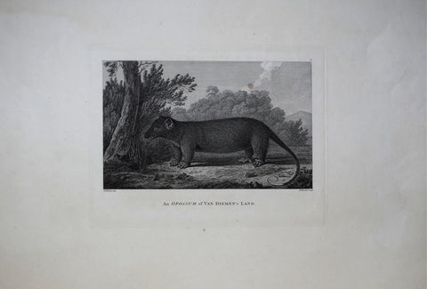 Captain James Cook (1728-1729) and John Webber (1751-1793), An Opossum of Van Diemen's Land