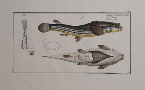 Marcus Elieser Bloch (1723-1799), Anableps Tetrophthalmus (Many-eyed Fish), Pl CCCLXI