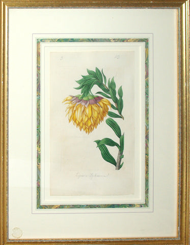 Edouard Maubert (1806-1879), Louis Rousselon & Others, ‘Liparia aphoerica’