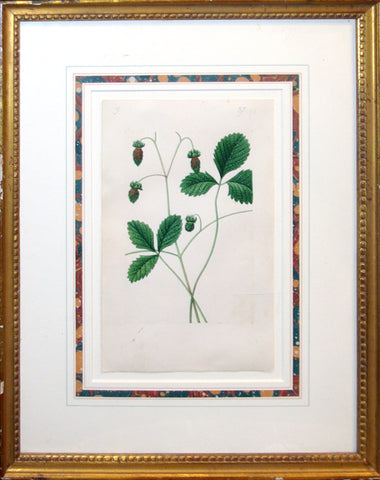 Edouard Maubert (1806-1879), Louis Rousselon & Others, ‘Wild strawberry’