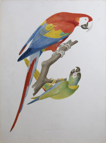 Jean Théodore Descourtilz (1796-1855), Ara Aracanga Cryssosema 7