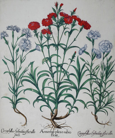 Basilius Besler (1561-1629), Armerius pleno rubro flore