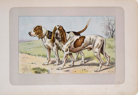 P. Mahler & J.B. Samat, Artois Hound