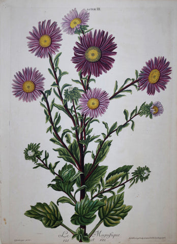 Georg Ehret (1708-1770), Aster III P 121 et 122