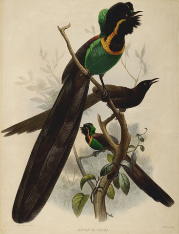 Daniel Giraud Elliot (1835-1915), Astrapia Nigra