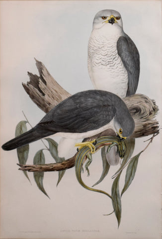 John Gould (1804-1881), Astur Novae Hollander