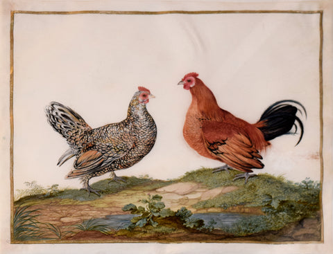 Claude Aubriet (French, 1665-1747), Couple de Poulets Domestiques (Pair of Domestic Fowl)