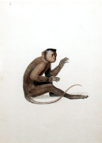 Jean-Baptiste Audebert (French, 1759-1800) [Monkey Study]