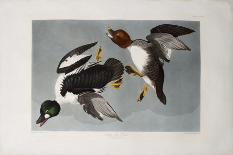 John James Audubon (1785-1851), Plate CCCXLII Golden-Eye Duck
