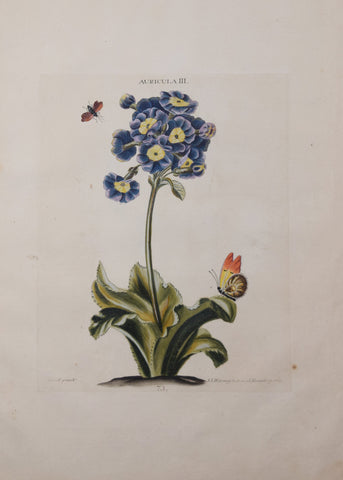 Georg Ehret (1708-1770), Auricula III