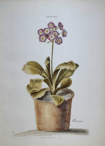 Georg Ehret (1708-1770), Auricula Vrsi I P13