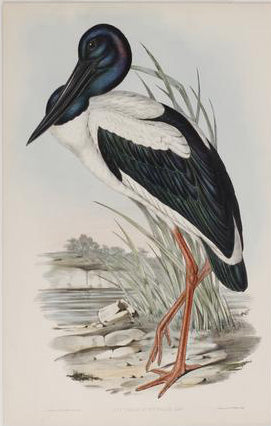 John Gould (1804-1881), Australian Mycteria