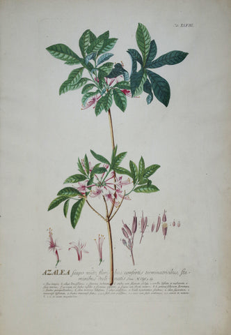 Georg Ehret (1708-1770), Azalea tab XLVIII