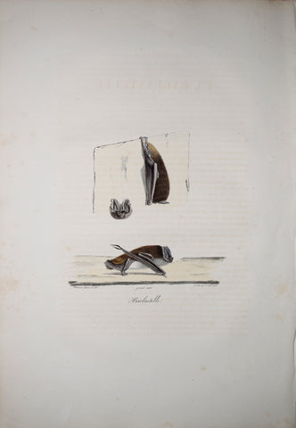 Frederic Cuvier (1769-1832) & Geoffroy Saint-Hilaire (1772-1844), Barbastelle - Western Barbastelle Bat
