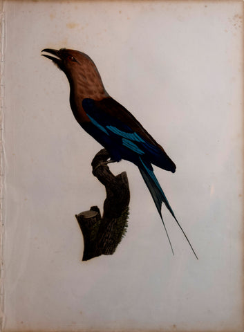 Jacques Barraband (1767-1809), Le Rollier A Ventre Bleu