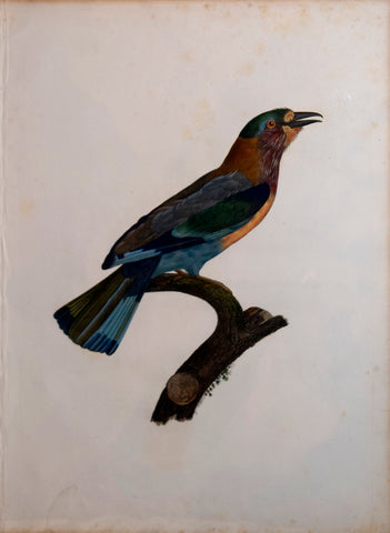 Jacques Barraband (1767-1809), Le Rollier, varié d'Afrique