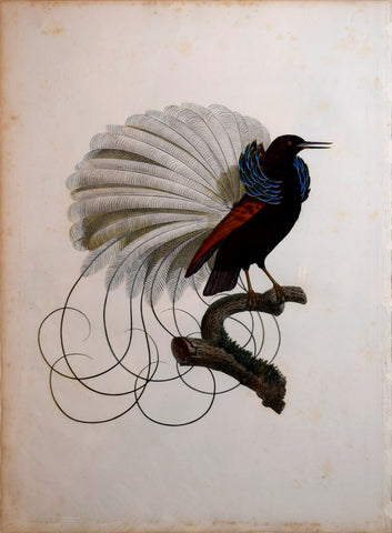 Jacques Barraband (1767-1809), Le Nébuleux, étalant ses parures