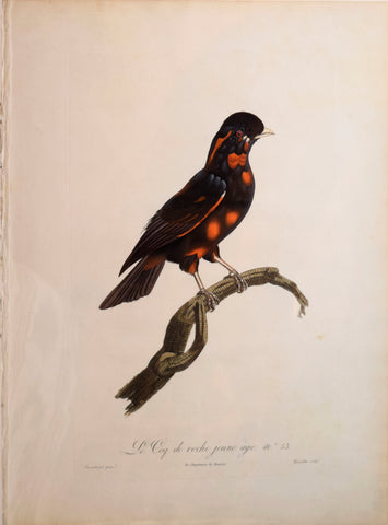 Jacques Barraband (1767-1809), Le Coq de roche jeune âge