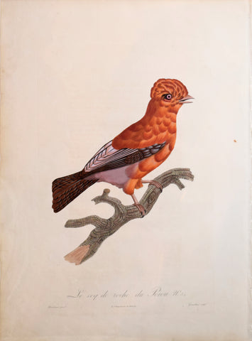 Jacques Barraband (1767-1809), Le Coq de roche de Perou
