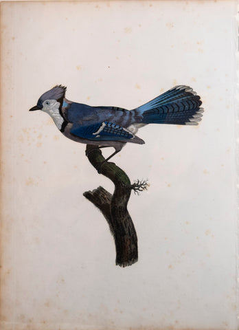 Jacques Barraband (1767-1809), Le Geai Bleu