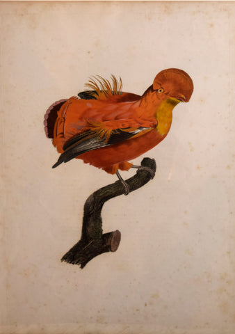 Jacques Barraband (1767-1809), Le Coq de Roche