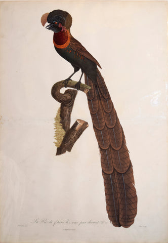 Jacques Barraband (1767-1809), La pie de paradis ou l'incomparabale, mâle