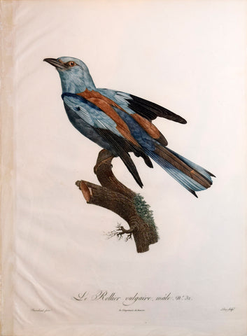 Jacques Barraband (1767-1809), Le Rollier vulgaire, mâle.